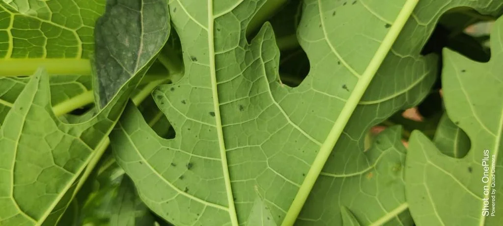 YK Laboratories - Organic Manure, Fertilizer, and Pest Control