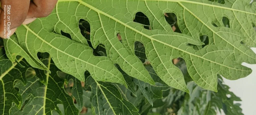 YK Laboratories - Organic Manure, Fertilizer, and Pest Control