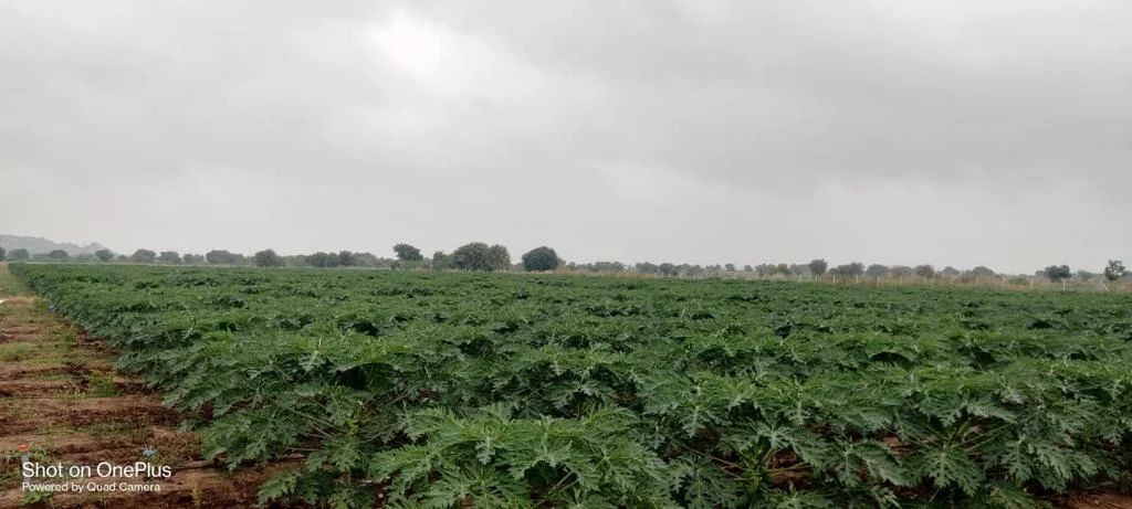 YK Laboratories - Organic Manure, Fertilizer, and Pest Control
